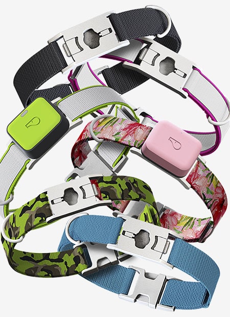 Whistle GO/Go Explore Twist & Go Collars